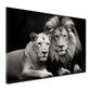 Quadro leone beautiful lions binaco e nero