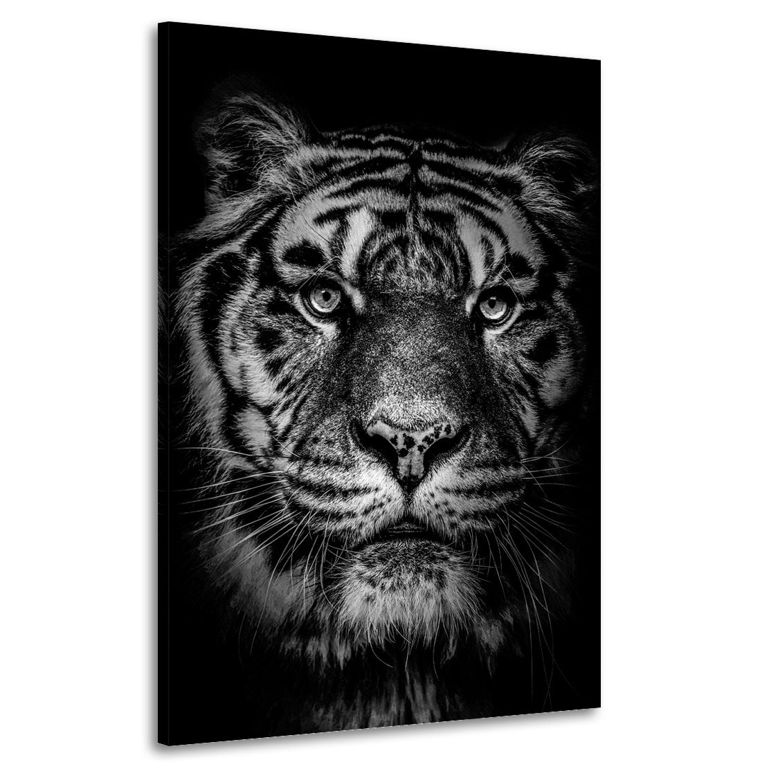 Quadro stampa su tela tigre testa frontale bellissima, bianco e nero - Artedinoi