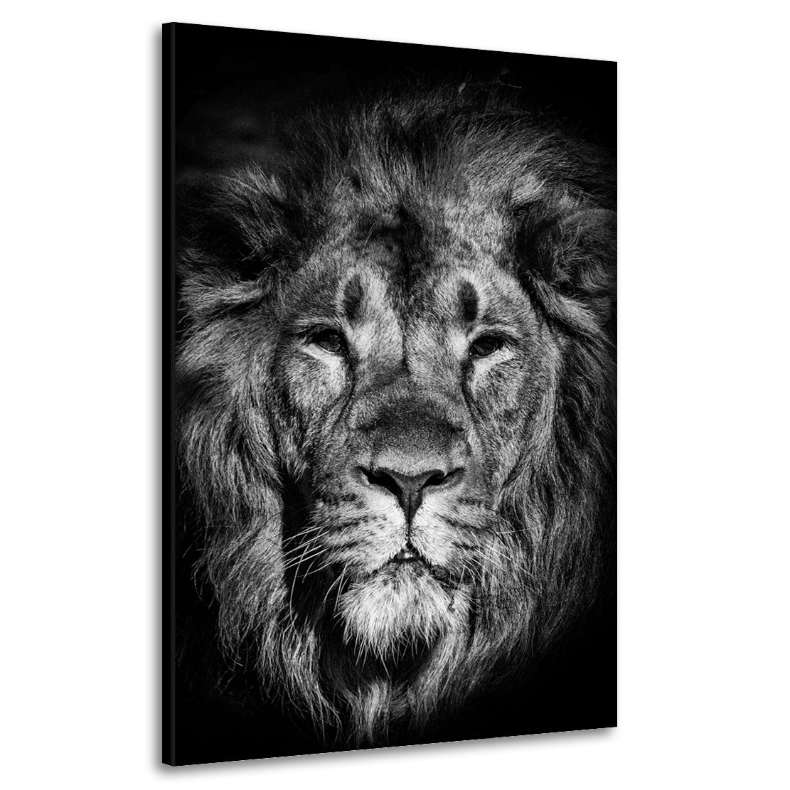 Quadro stampa su tela leone bellissimo bianco e nero, Black Style - Artedinoi